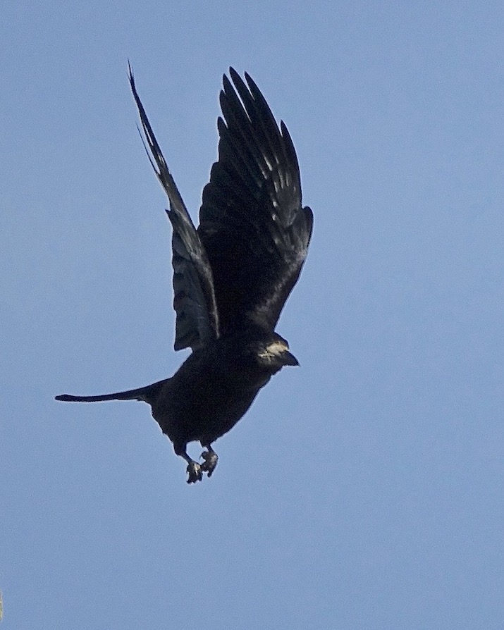 rook
